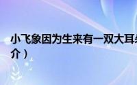 小飞象因为生来有一双大耳朵长话短说（晒焦的一双耳朵简介）