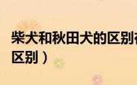 柴犬和秋田犬的区别在哪里（柴犬和秋田犬的区别）