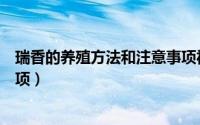 瑞香的养殖方法和注意事项视频（瑞香的养殖方法和注意事项）