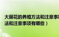 大丽花的养殖方法和注意事项有哪些禁忌（大丽花的养殖方法和注意事项有哪些）