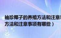 袖珍椰子的养殖方法和注意事项有哪些呢（袖珍椰子的养殖方法和注意事项有哪些）