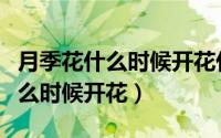 月季花什么时候开花什么时候凋谢（月季花什么时候开花）