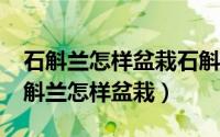 石斛兰怎样盆栽石斛家庭盆栽种植方法?（石斛兰怎样盆栽）