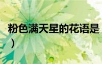 粉色满天星的花语是（粉色满天星花语是什么）