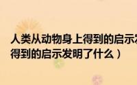 人类从动物身上得到的启示发明了什么呢（人类从动物身上得到的启示发明了什么）