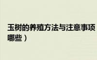 玉树的养殖方法与注意事项（玉树的养殖方法和注意事项有哪些）