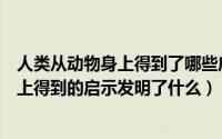 人类从动物身上得到了哪些启示发明了什么（人类从动物身上得到的启示发明了什么）