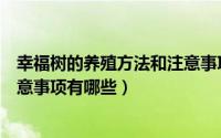 幸福树的养殖方法和注意事项大全（幸福树的养殖方法和注意事项有哪些）