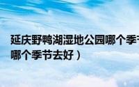 延庆野鸭湖湿地公园哪个季节去好玩（延庆野鸭湖湿地公园哪个季节去好）