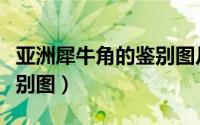 亚洲犀牛角的鉴别图片大全（亚洲犀牛角的鉴别图）