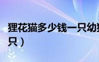 狸花猫多少钱一只幼猫（中国狸花猫多少钱一只）