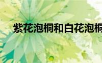 紫花泡桐和白花泡桐的区别（紫花泡桐）