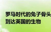 罗马时代的兔子骨头揭示了比想象早1000年到达英国的生物